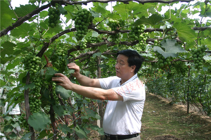 ³ʡɽ̼˷ѻع۲ѳThe chairman observed the grape growing situation in Liaoning Province Hei