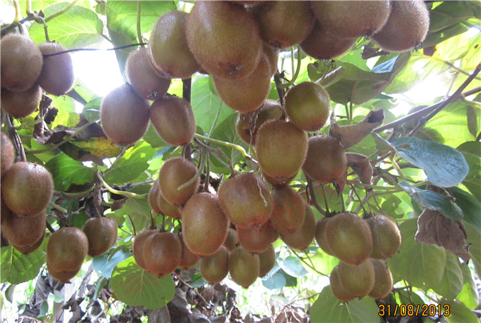 Ͽع̼˷⨺ҹʵۣѹ֦ͷXixia County, gonton fertilizer, kiwi fruit, Bending Branches