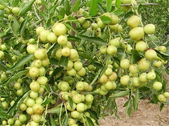 ½̼˷ʴߣƷʺXinjiang gonton fertilizer, jujube high yield, good quality