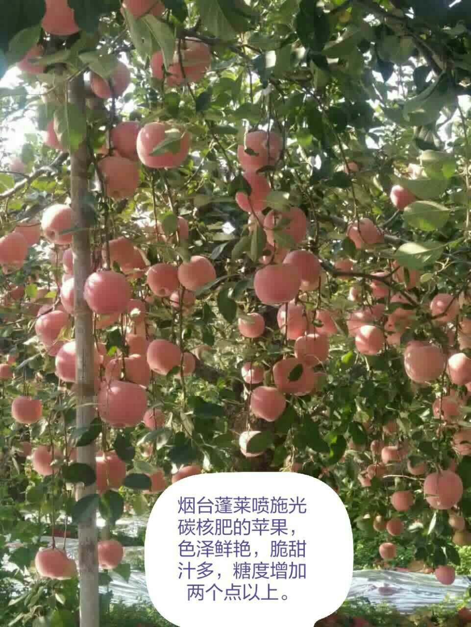 ̼ƻDelicious gonton apple